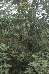 Weinmannia rollottii