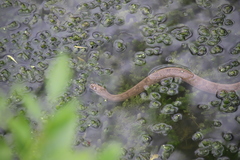 Nerodia rhombifer