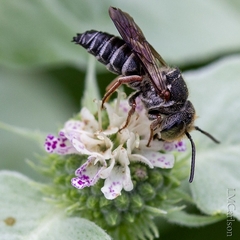 Boreocoelioxys