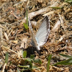 Polyommatus albicans