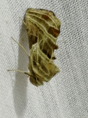 Euchalcia modestoides