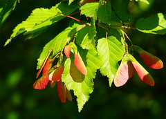 Acer tataricum