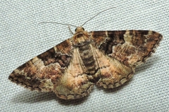 Aporoctena scierodes