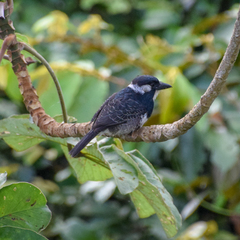 Notharchus pectoralis