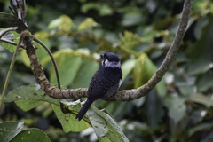 Notharchus pectoralis