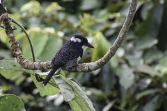 Notharchus pectoralis