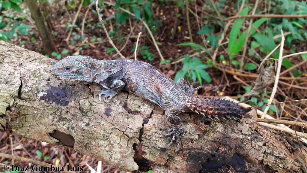 Spiny-Tailed Iguanas