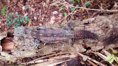 Cachryx alfredschmidti