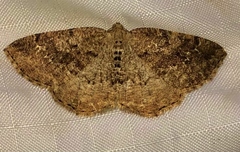 Homochlodes disconventa