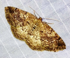 Homochlodes disconventa