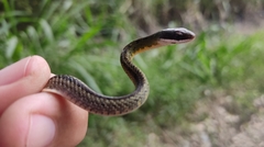 Dendrophidion bivittatus