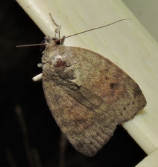 Austrocarea iocephala