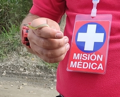 Dendrophidion bivittatus