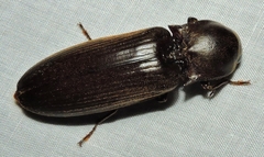 Pseudotetralobus