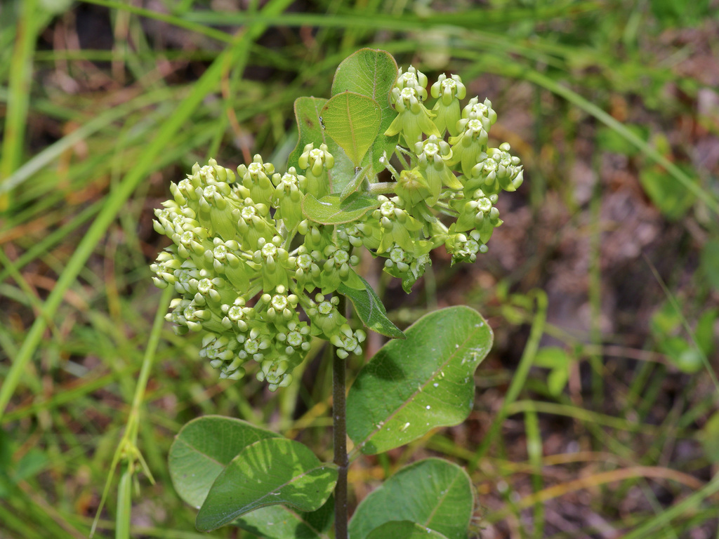 Asclepias tonkawae (Asclepias tonkawae)
