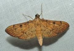 Tatobotys janapalis