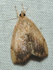 Crocidolomia suffusalis