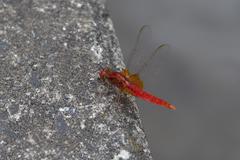 Crocothemis servilia mariannae