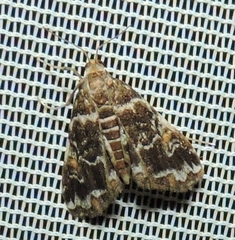 Elophila responsalis