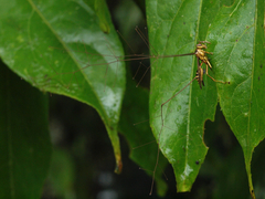 Ophiocordyceps humbertii