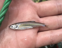 Notropis amabilis