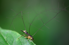 Ophiocordyceps humbertii