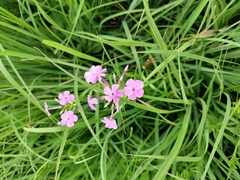 Phlox glaberrima interior