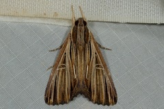 Ercheia multilinea