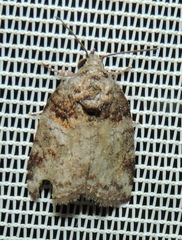 Garella vallata