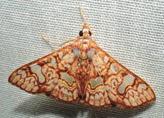 Glyphodes canthusalis