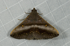 Hadennia jutalis