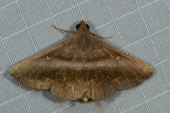 Hadennia jutalis