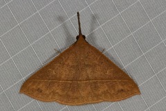Marapana