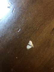 Glaphyria sesquistrialis