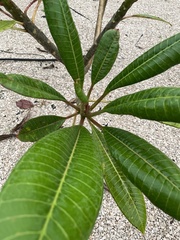 Plumeria rubra