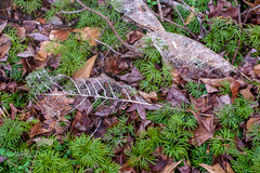 Magnolia macrophylla
