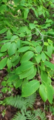 Ilex mucronata image