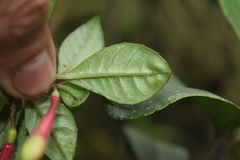 Fuchsia canescens