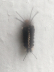 Autochloris jansonis