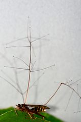 Ophiocordyceps humbertii