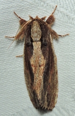 Hylaeora capucina