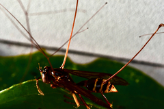 Ophiocordyceps humbertii