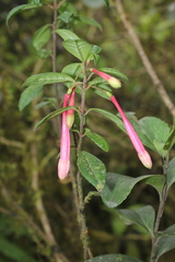 Fuchsia canescens