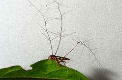 Ophiocordyceps humbertii
