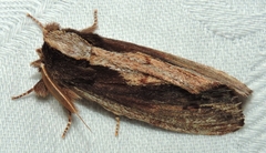 Hylaeora capucina