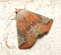 Mataeomera coccophaga