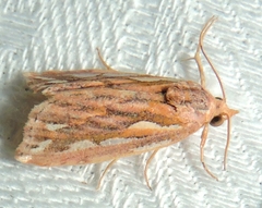 Meyrickella torquesauria