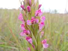 Disa aequiloba