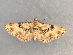 Eupithecia pulchellata