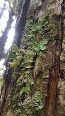 Bulbophyllum tuberculatum